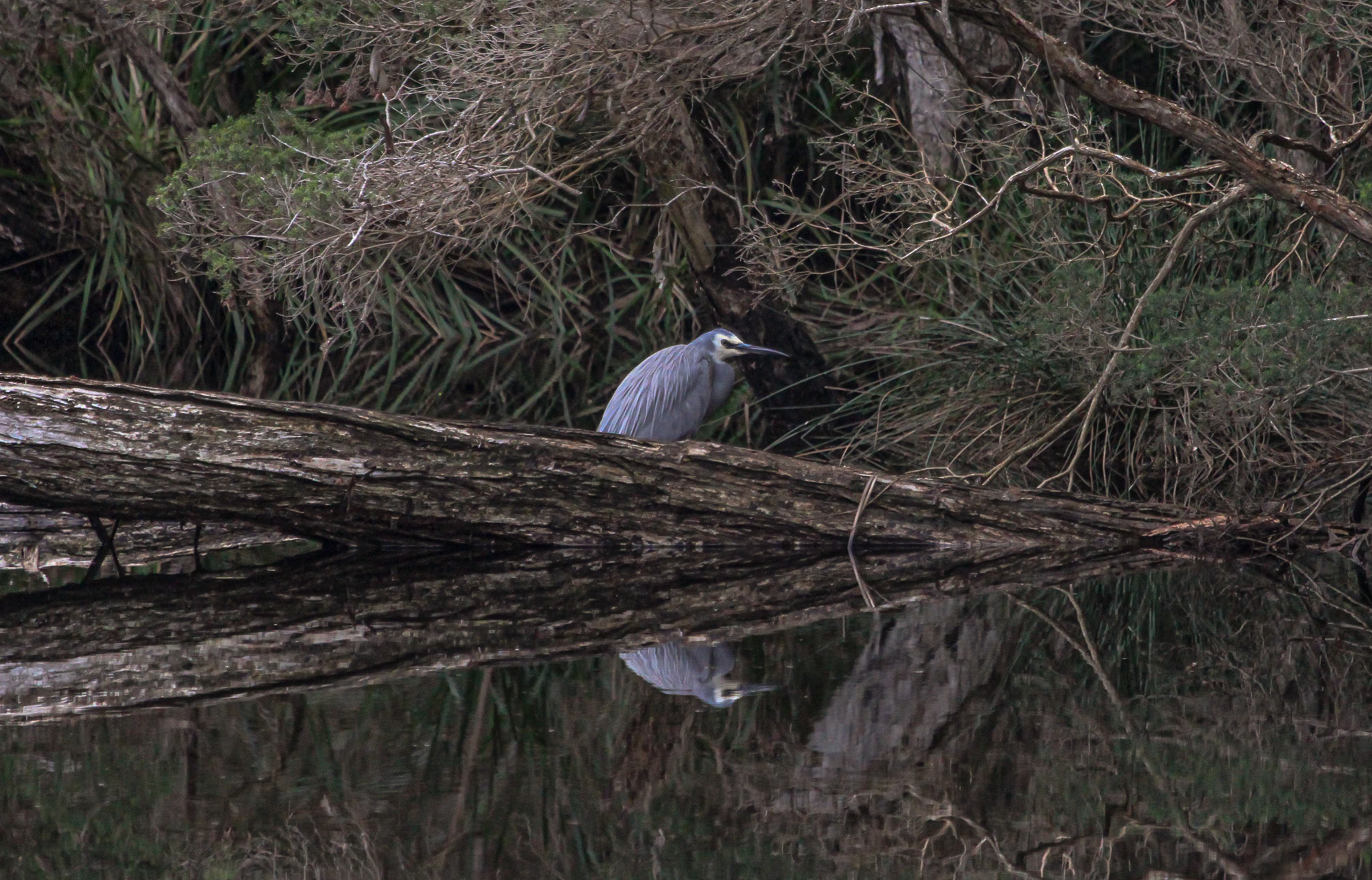 White-faced Heron