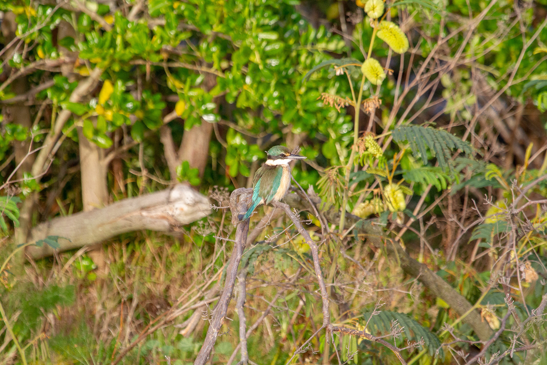 Sacred Kingfisher