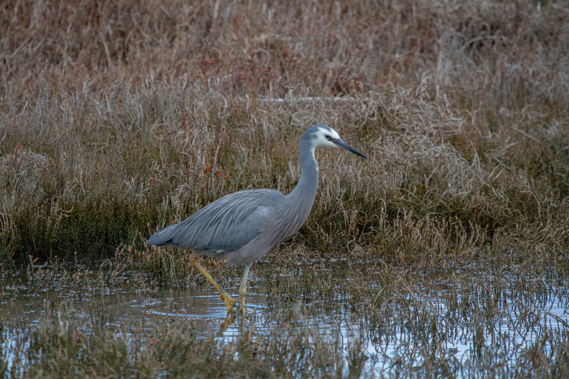 White-faced Heron