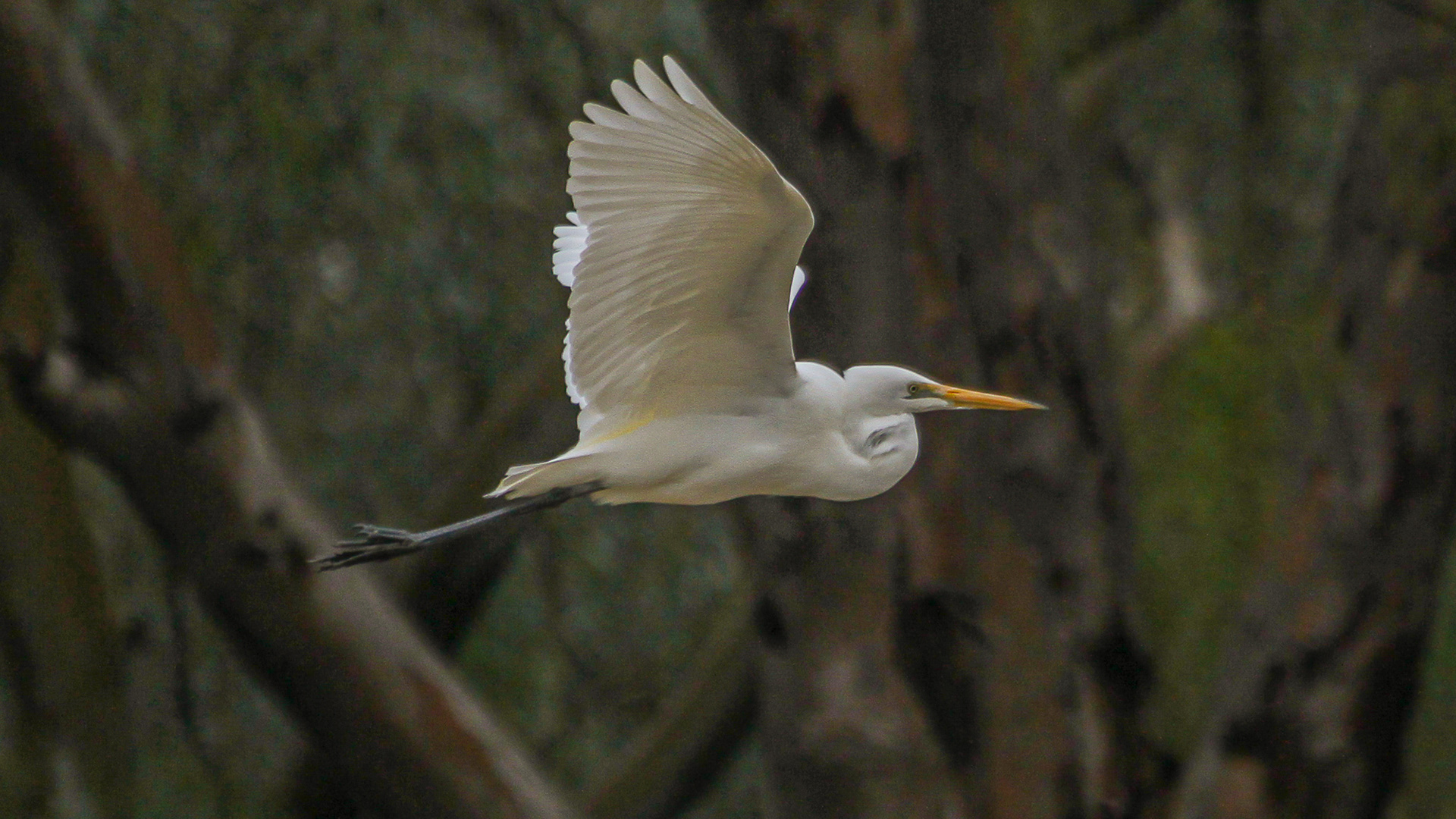 Great Egret