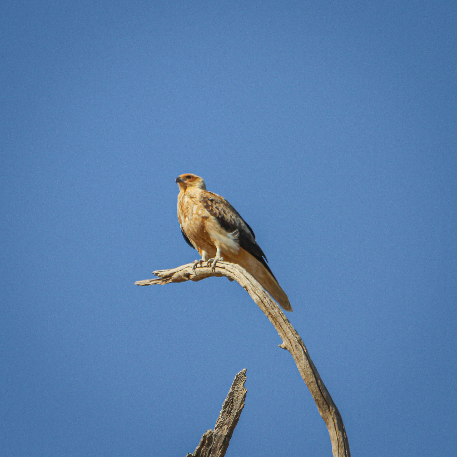 Whistling Kite