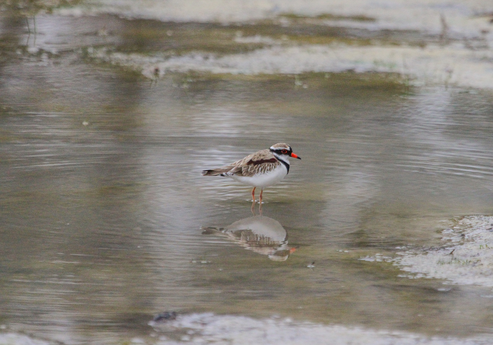 Black-fronted Dotterel