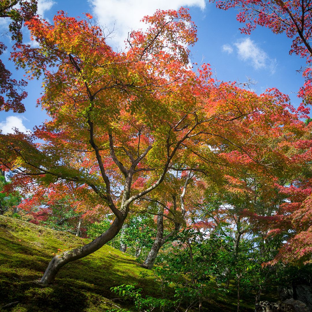 L'automne encourageant