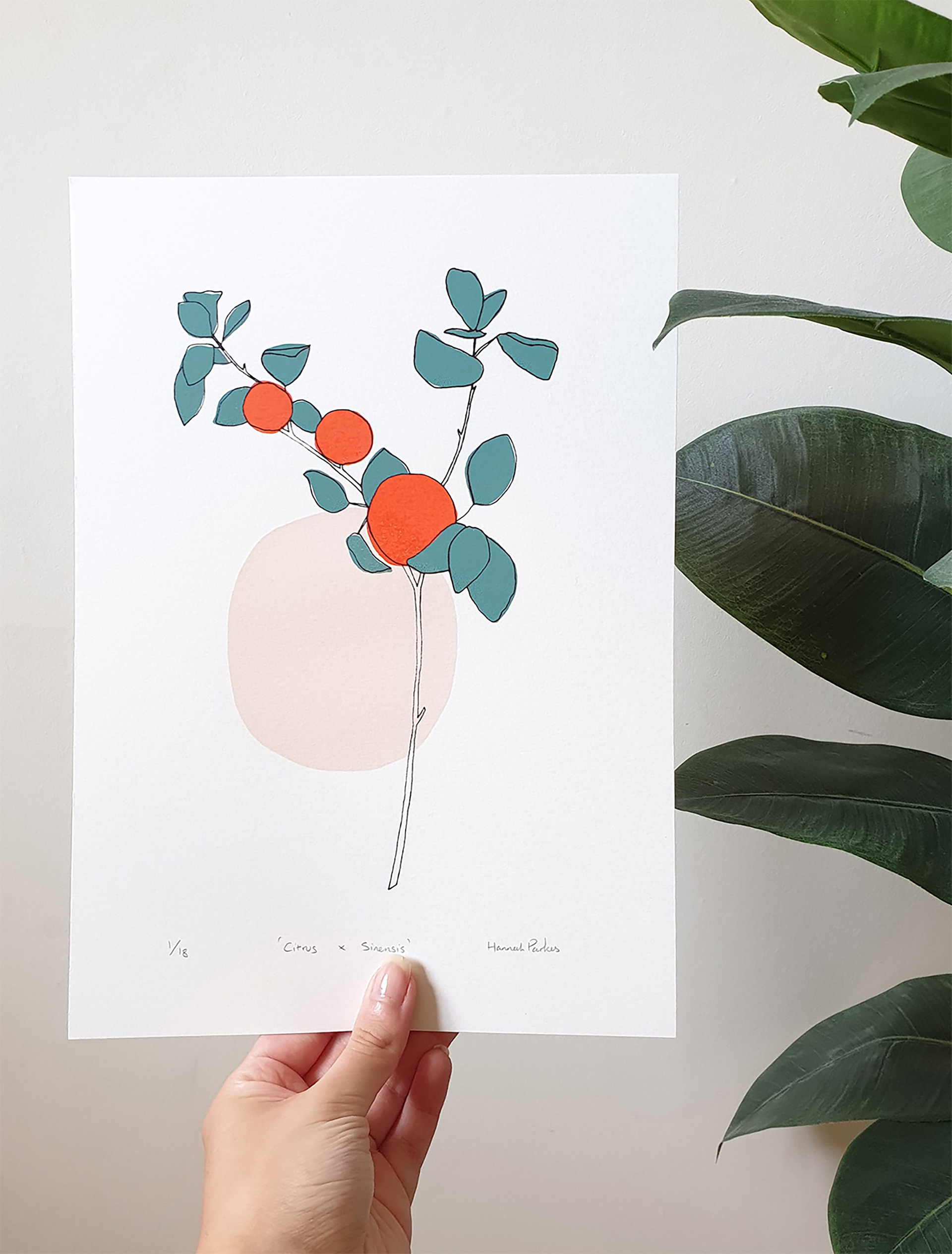 Citrus x Sinensis - A4 - Sold Out