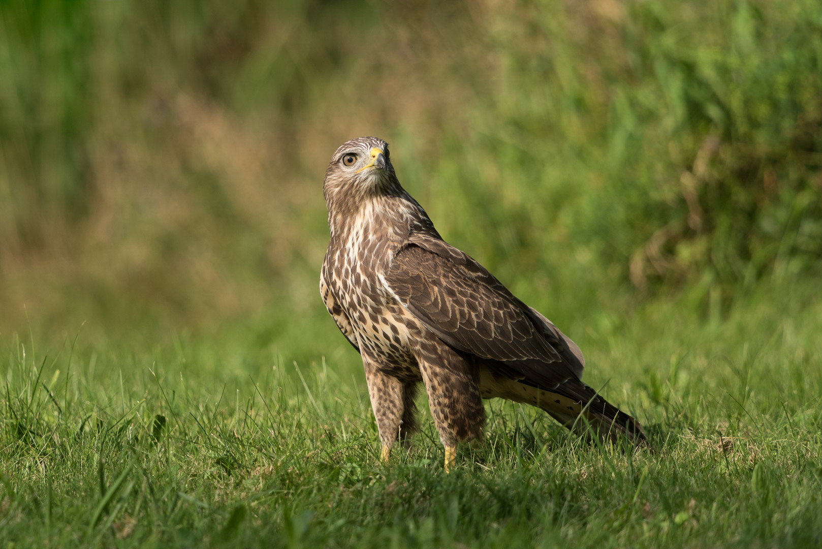 Common buzzard standing in a green meadow