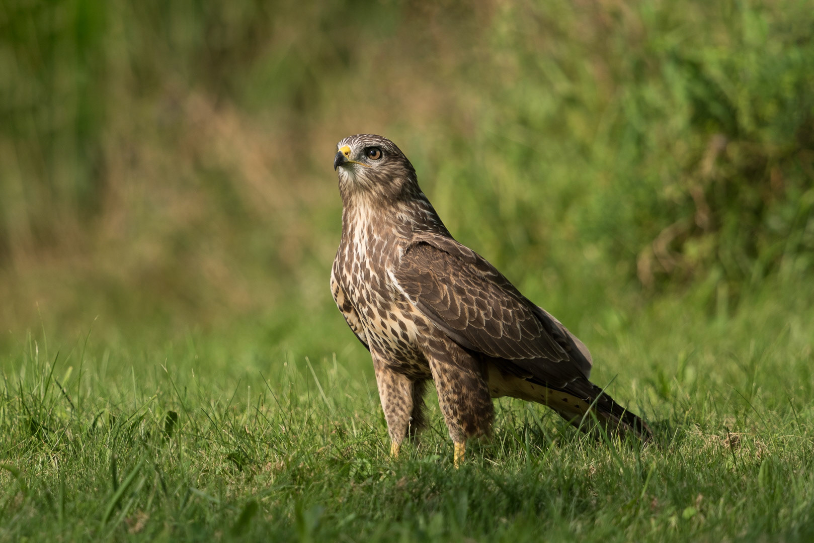 Common buzzard standing in a green meadow
