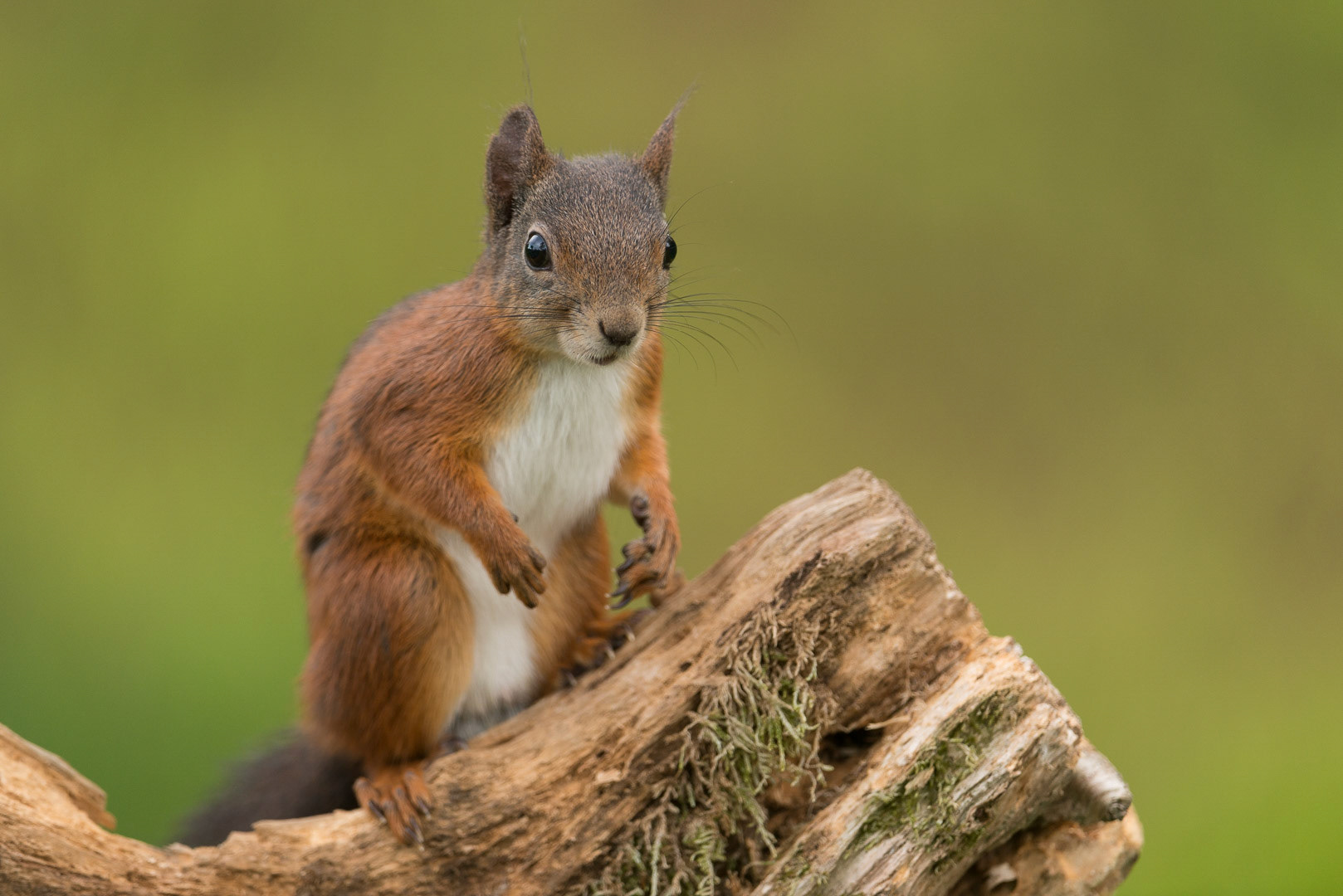 Eurasian red squirrel sitting  on a stump of a tree