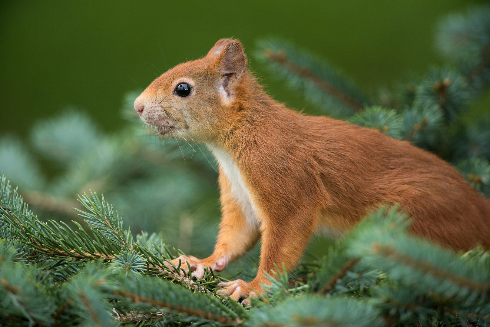 Eurasian red squirrel sitting  on a branch in a tree
