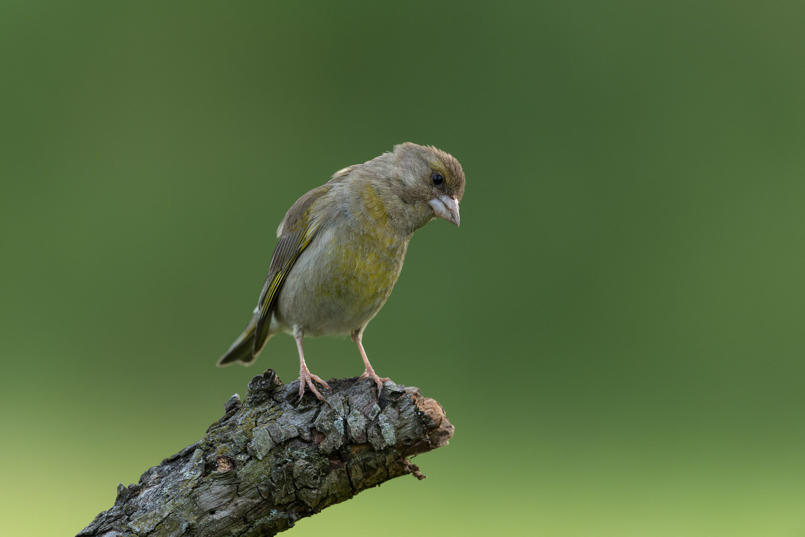 European greenfinch sitting on a branch