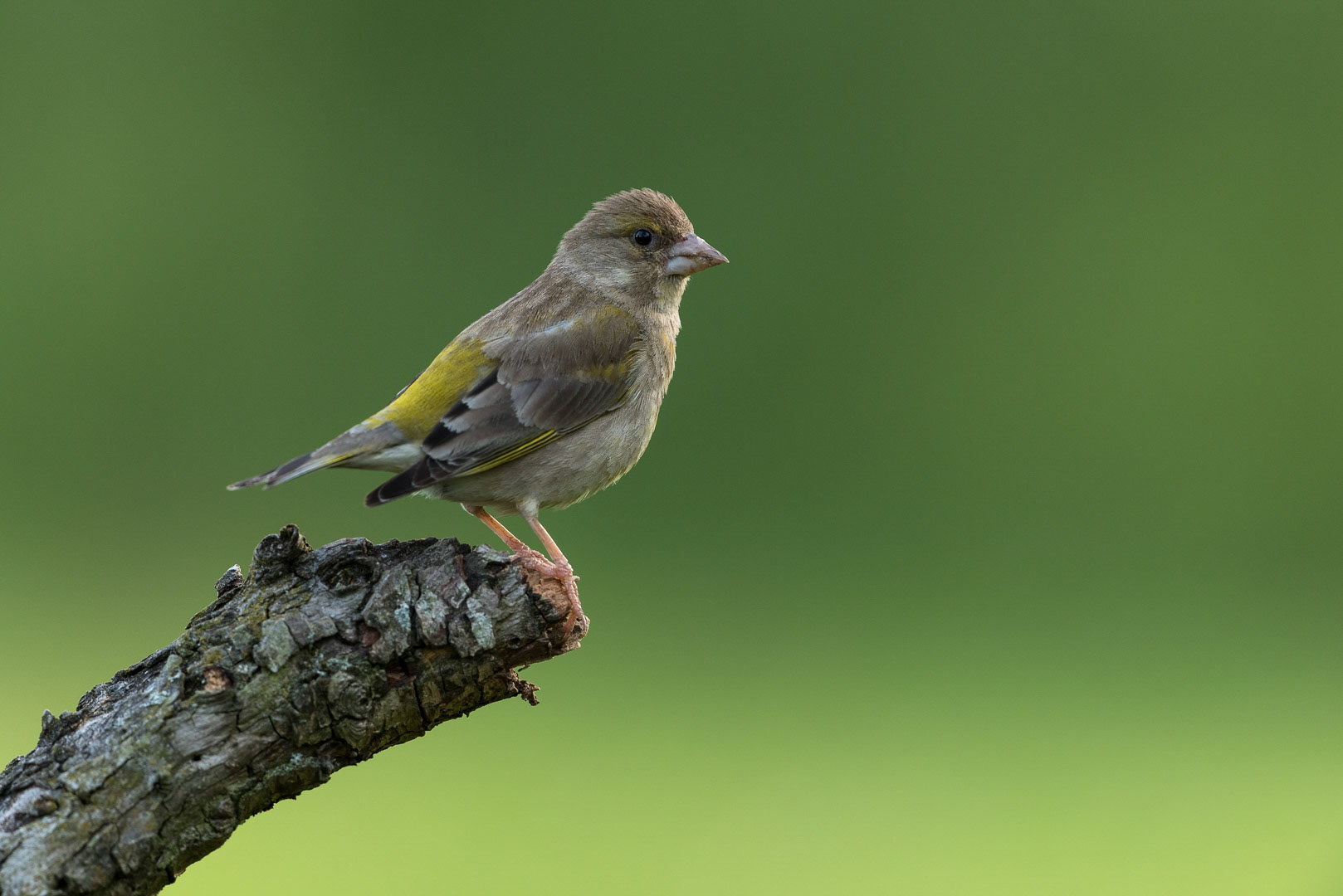 European greenfinch sitting on a branch