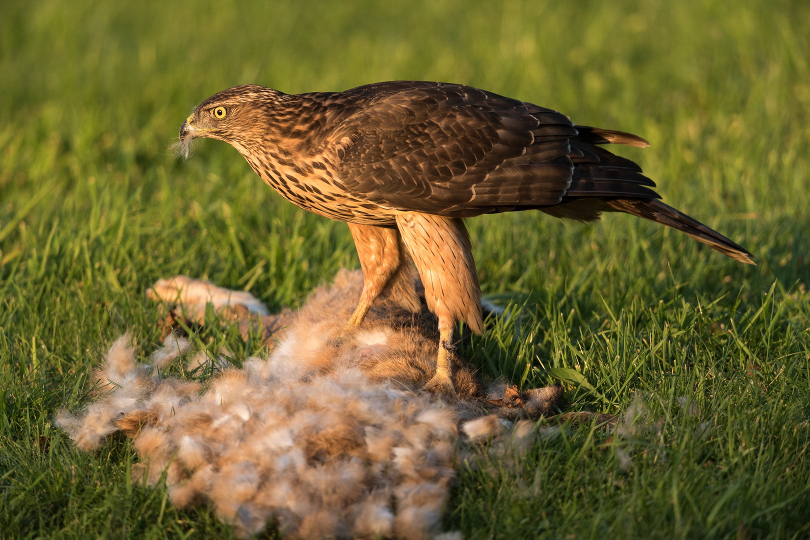 Northern goshawk eating from a rabbit
