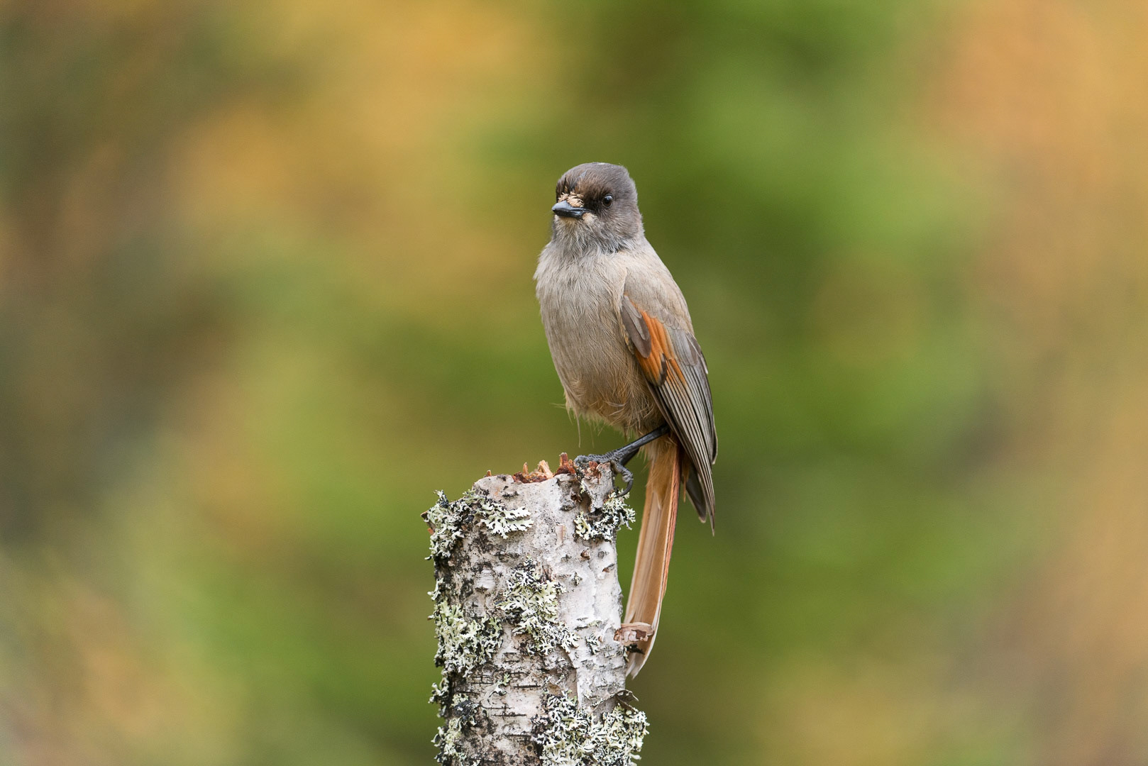 Siberian jay sitting on a branch
