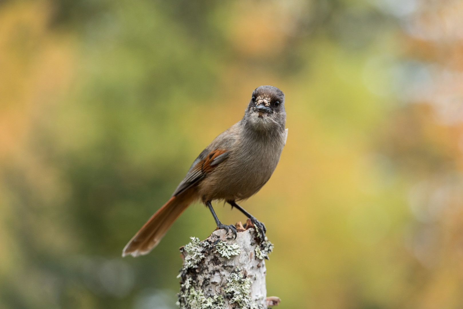 Siberian jay sitting on a branch