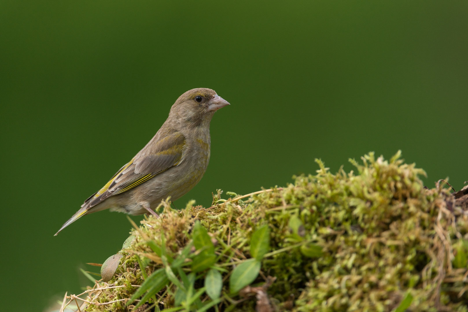 European greenfinch standing on moss