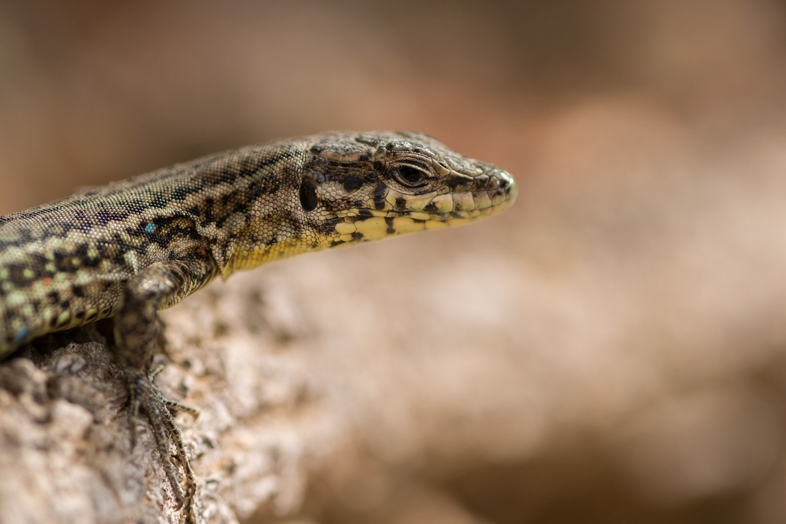 Tyrrhenian wall lizard on a rock