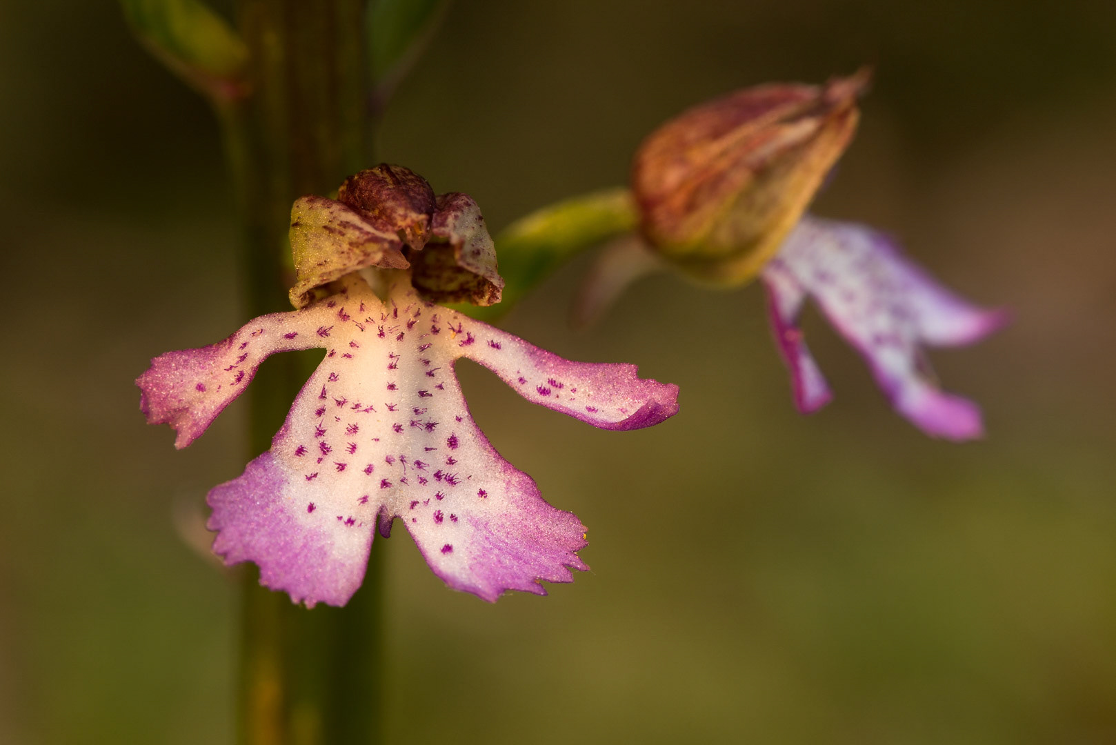 Bloom of a lady orchid