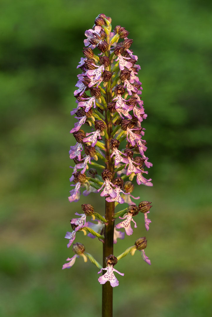 Detail of a lady orchid