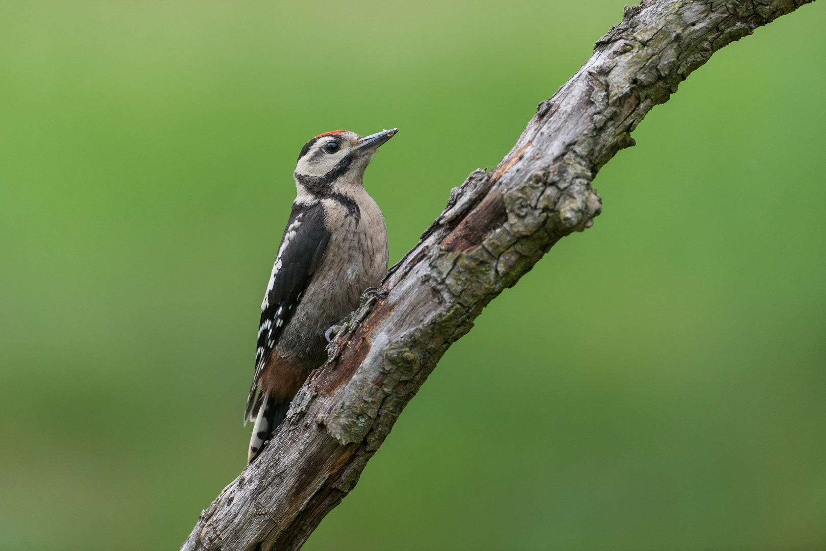Middle spotted woodpecker sitting on a branch