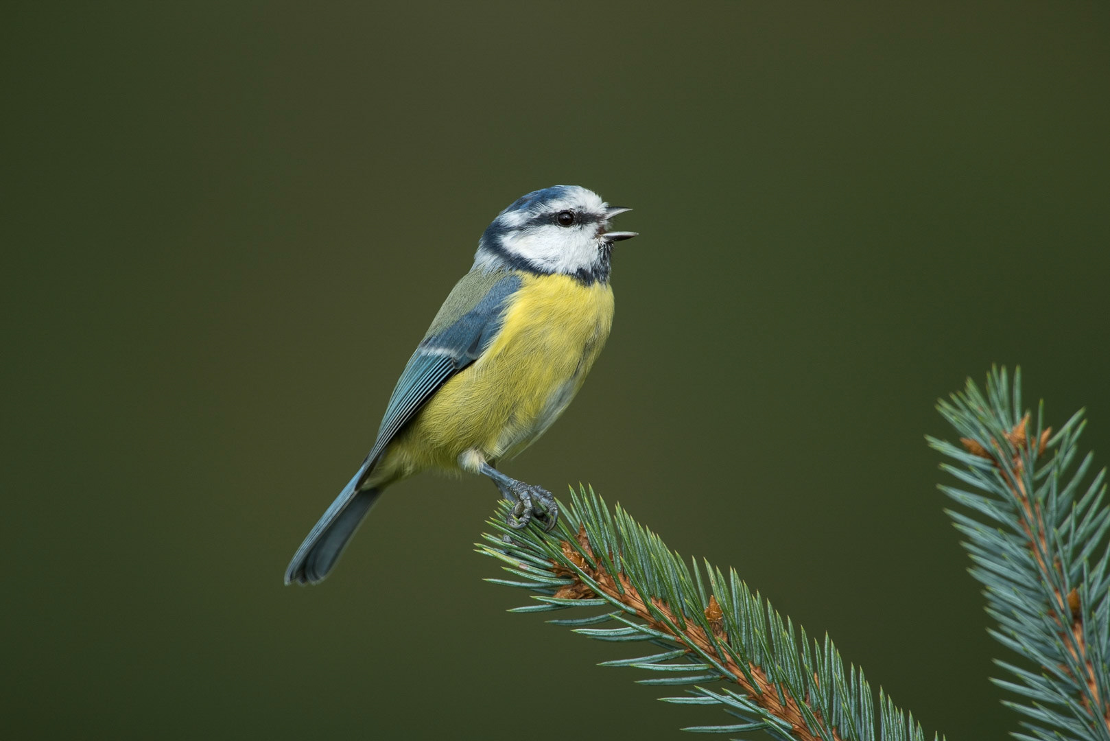 Eurasian blue tit sitting on a branch
