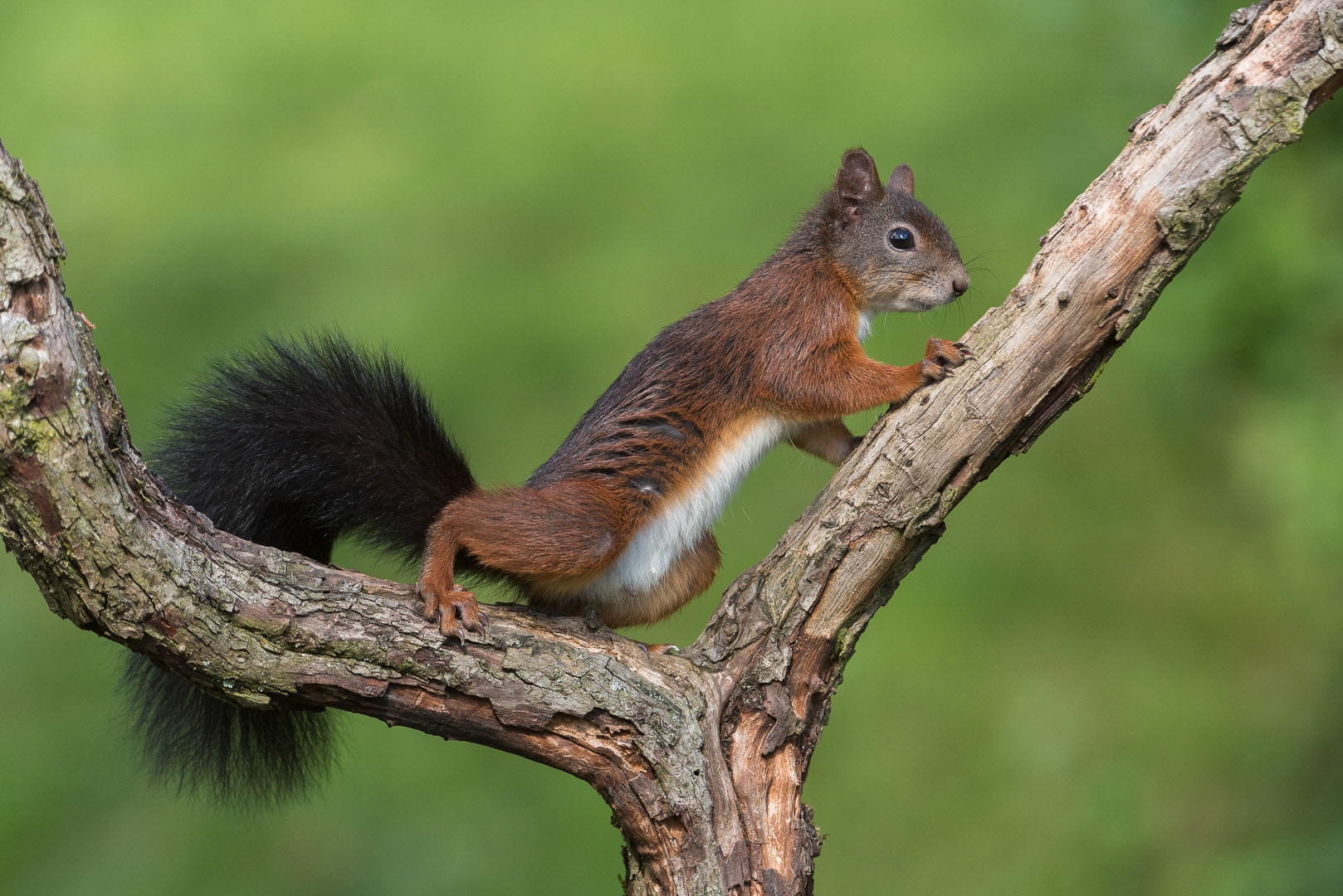 Eurasian red squirrel on a branch