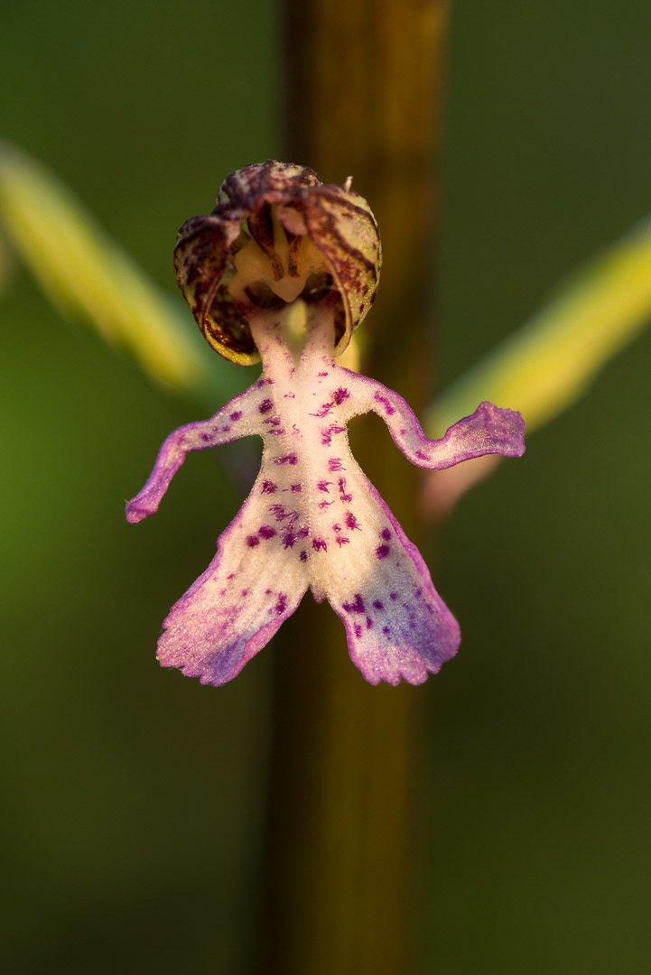 Bloom of a lady orchid