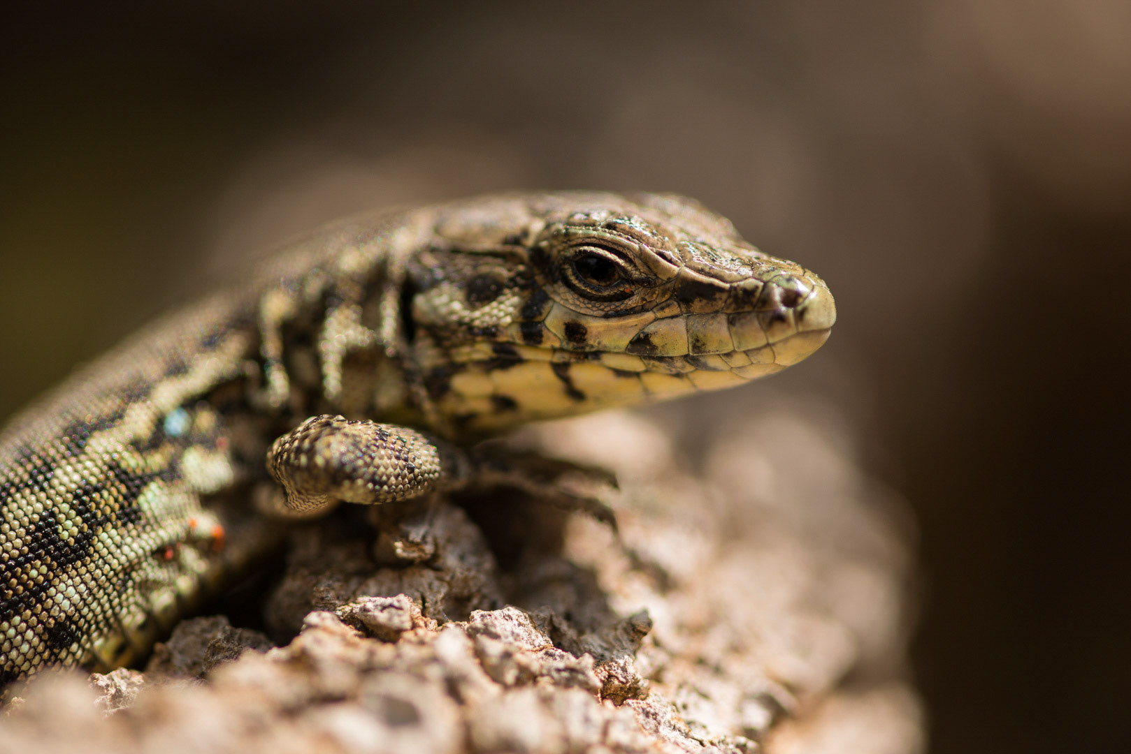 Tyrrhenian wall lizard on a rock