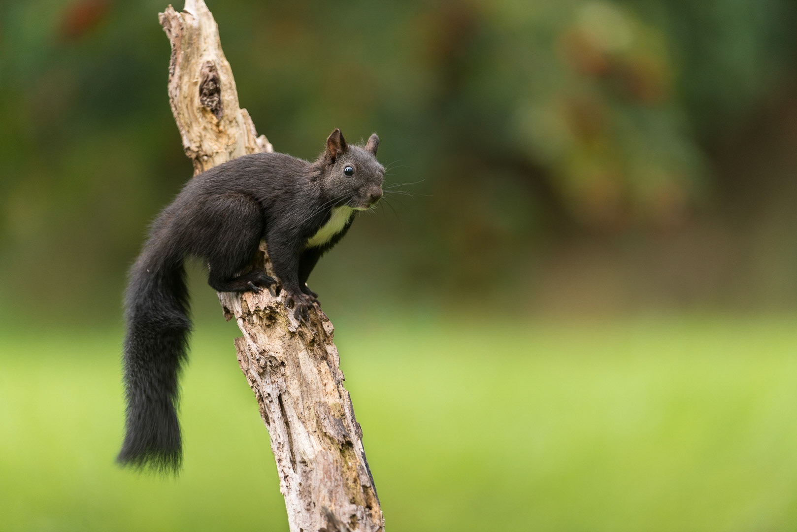 Eurasian red squirrel sitting  on a branch