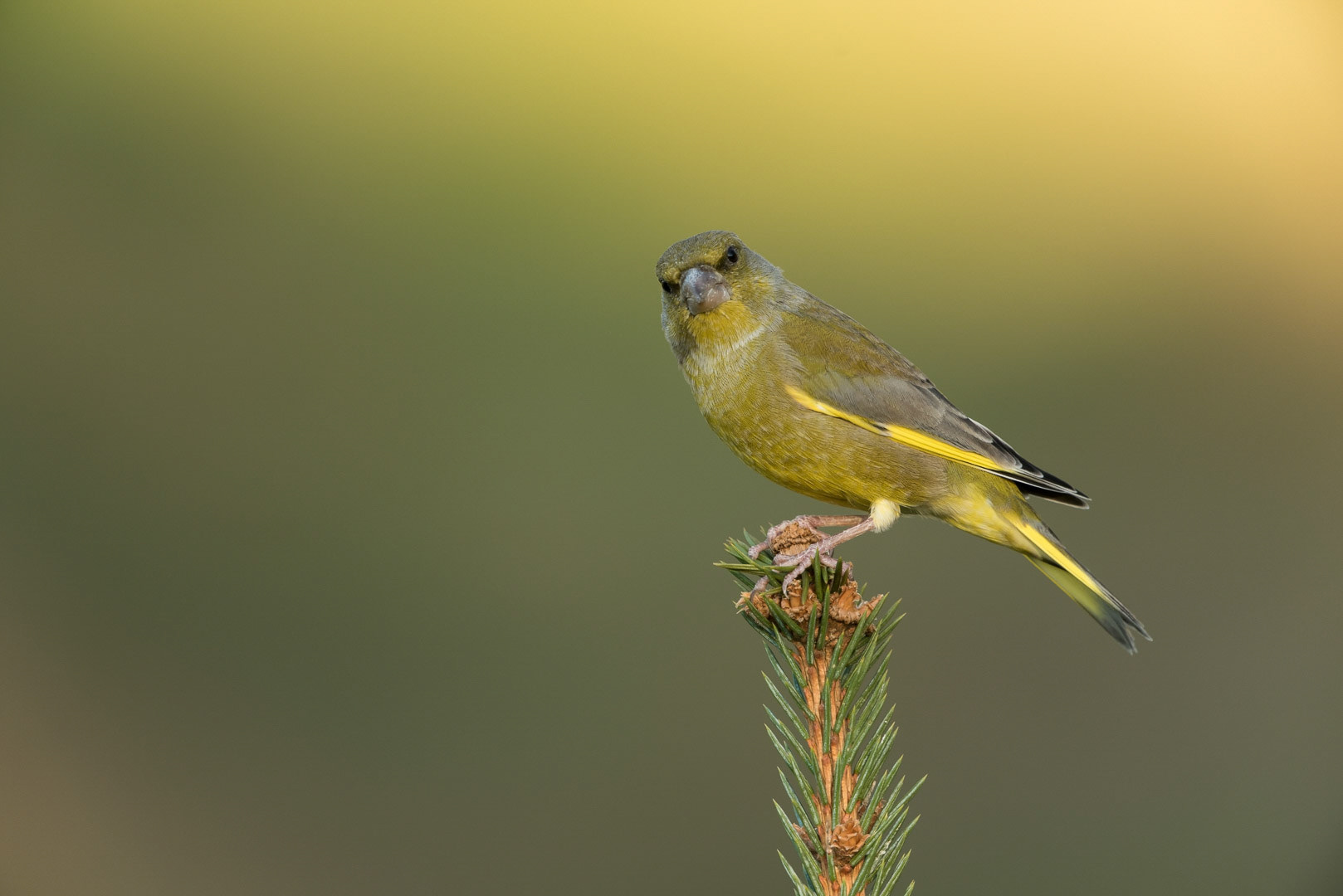 European greenfinch sitting on a branch
