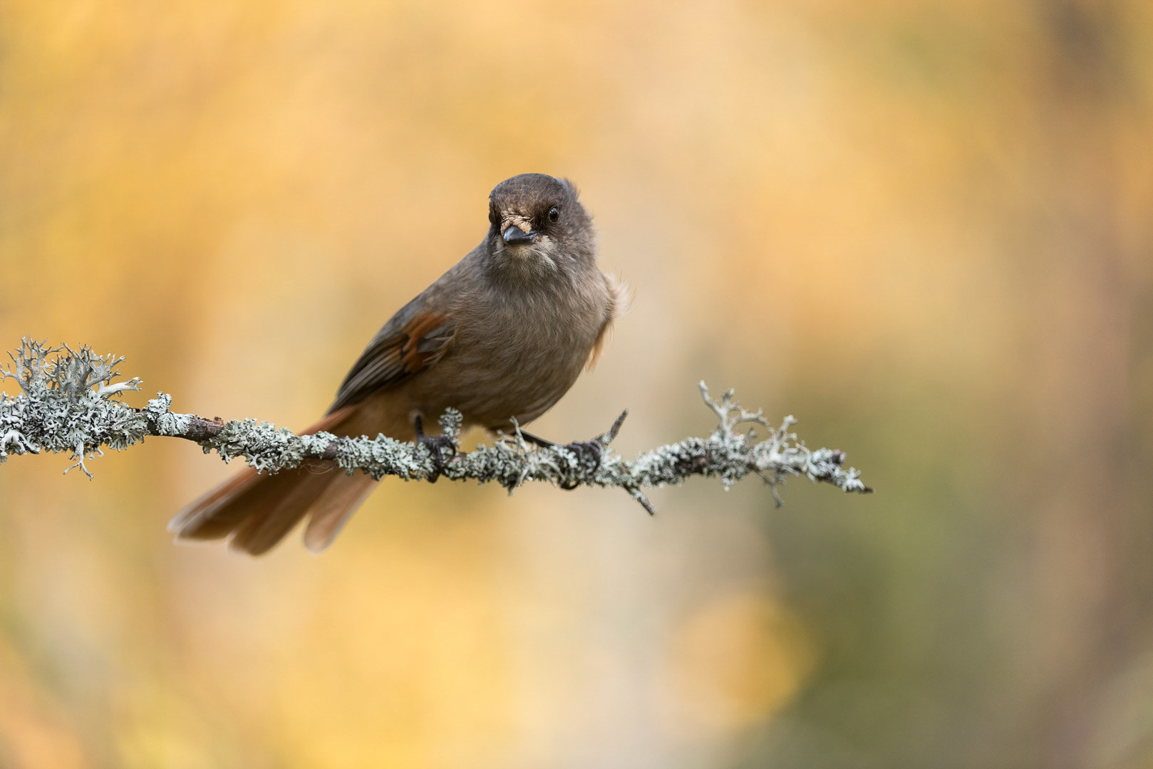 Siberian jay sitting on a branch