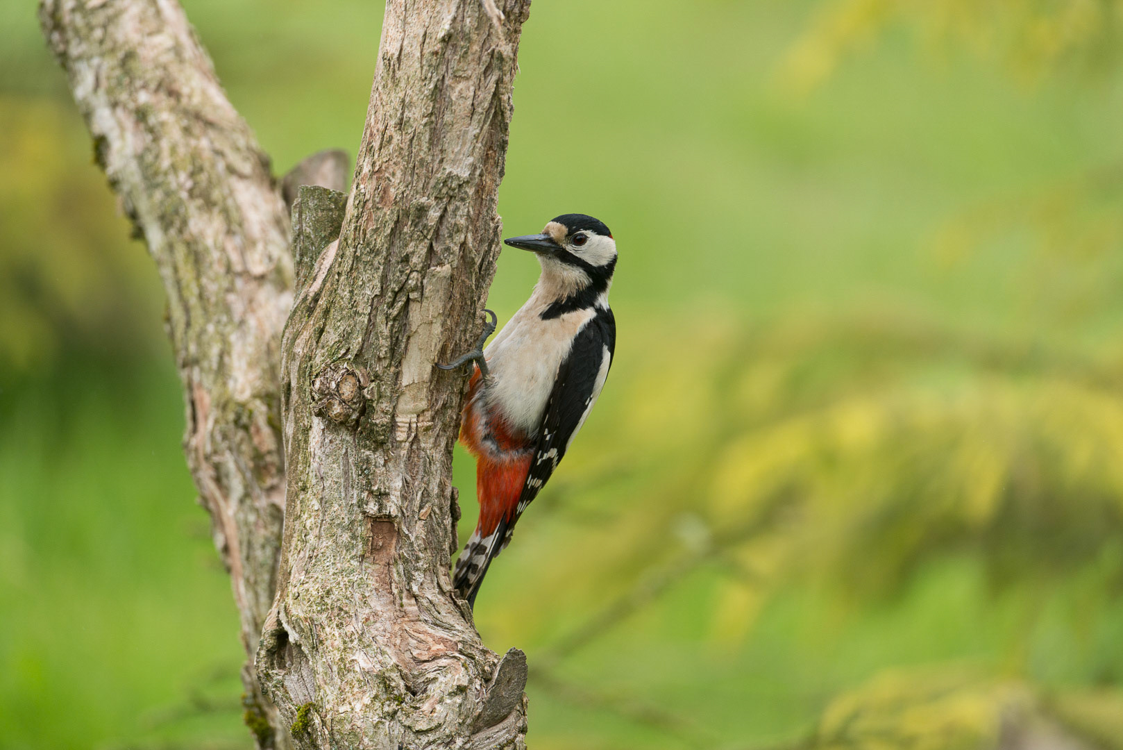 Great spotted woodpecker sitting on a branch