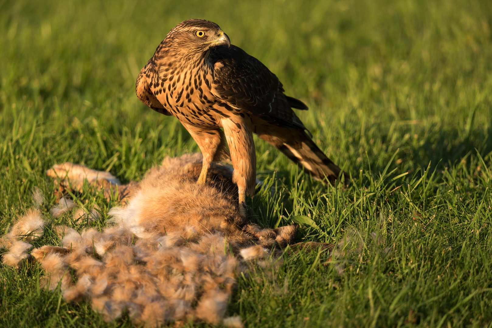 Northern goshawk eating from a rabbit