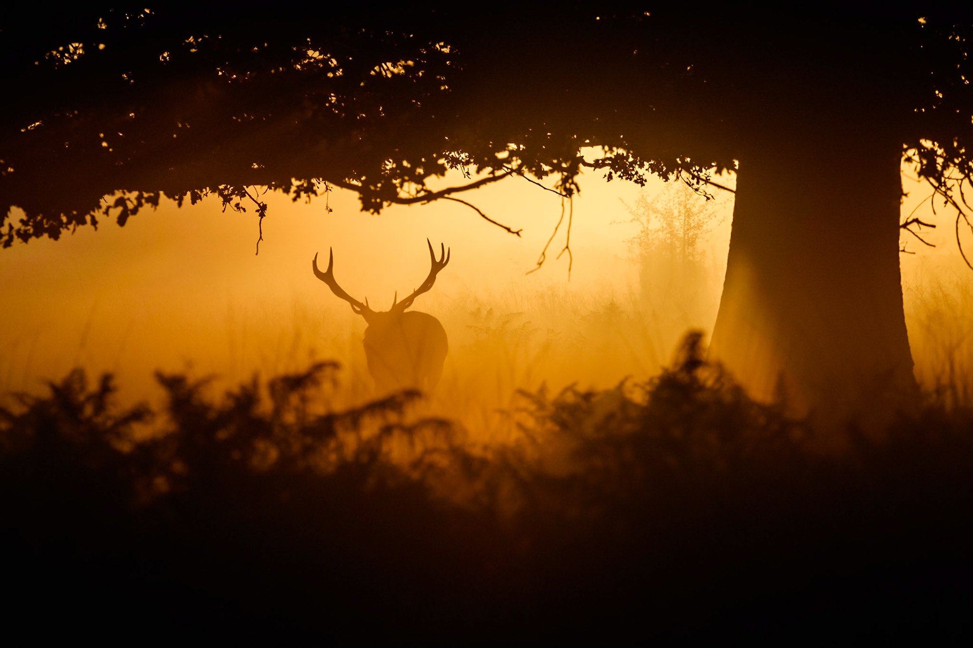 Richmond Park at Sunrise