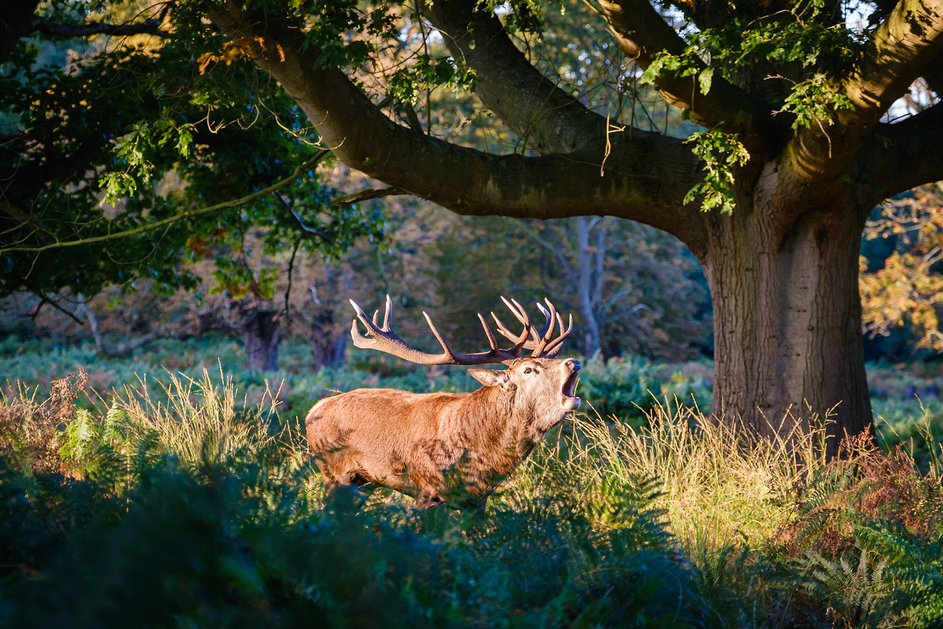 The importance of watching and waiting. Ten minutes earlier, I had seen this stag walking past, about 50 metres off to my right, pursued by half a dozen other photographers (something I never do). Luckily for me, he changed direction and came past my position where I was photographing my favourite tree (doesn't everyone have a favourite tree?). I captured 12 images in about 90 seconds (this being my favourite) before he walked away. A minute later, those other photographers came past, still trying to catch up! 😉