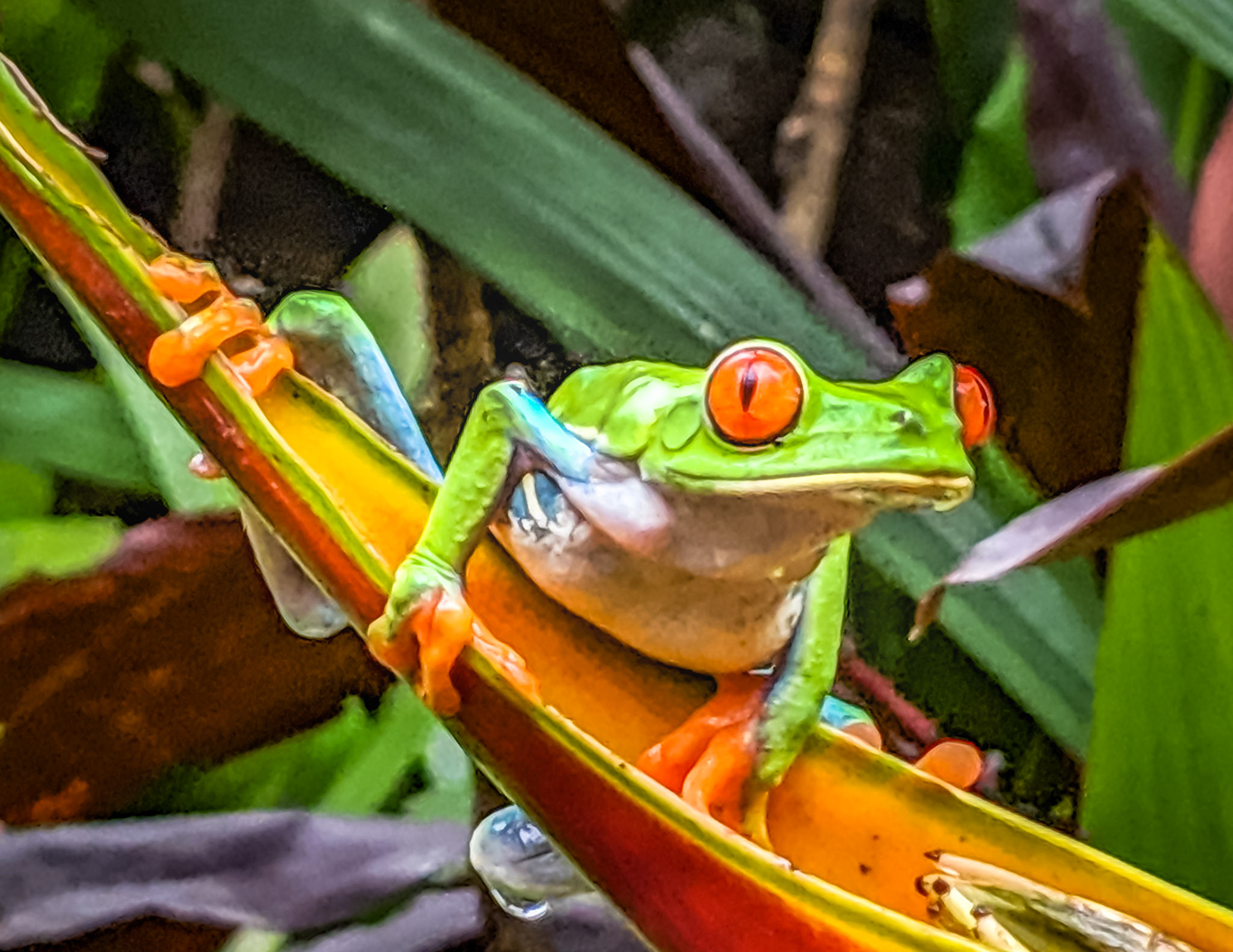 Red-eyed Treefrog