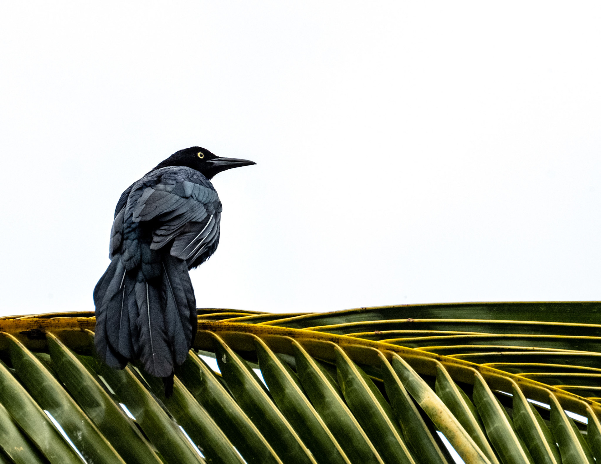 Great-tailed Grackle