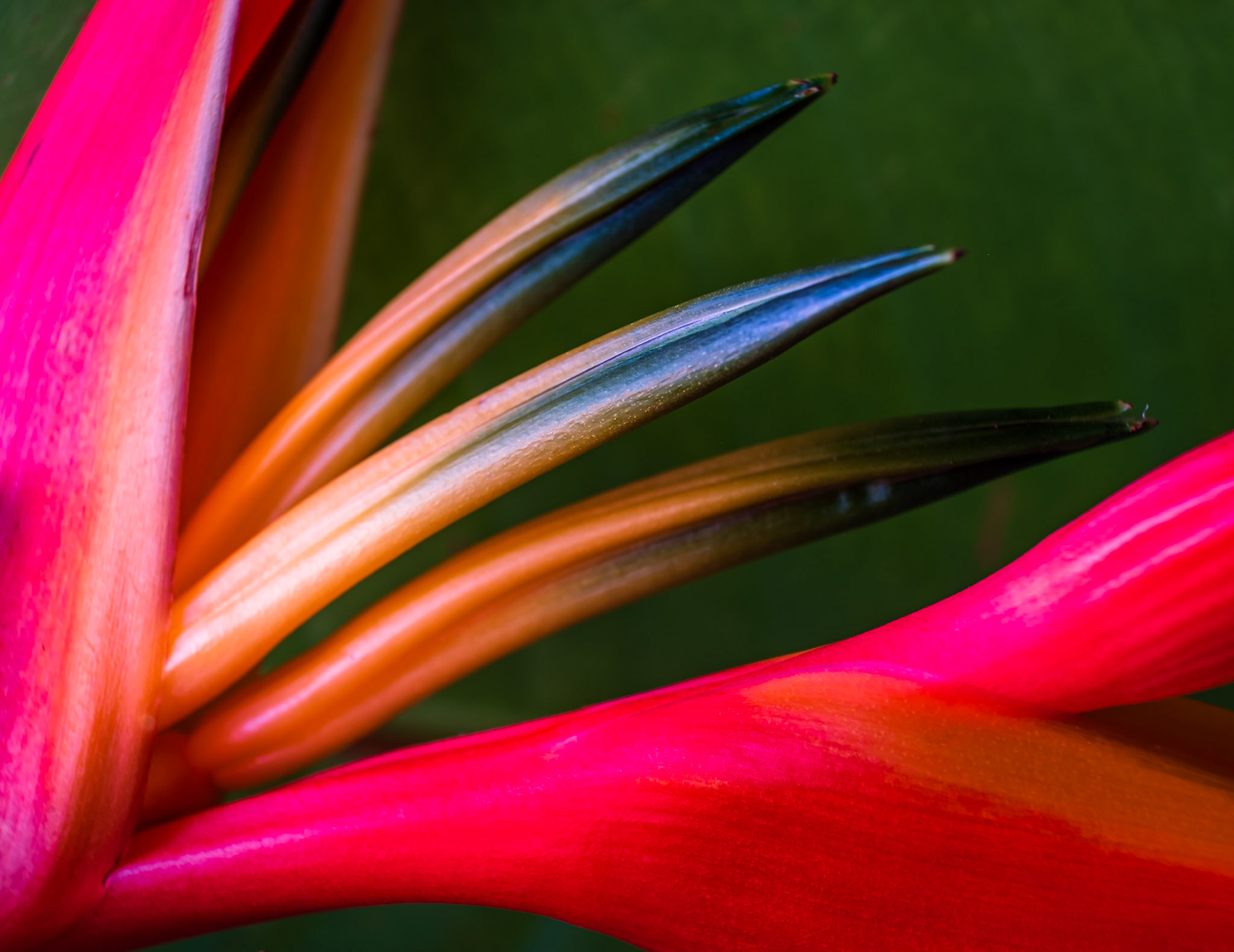 Heliconia macro