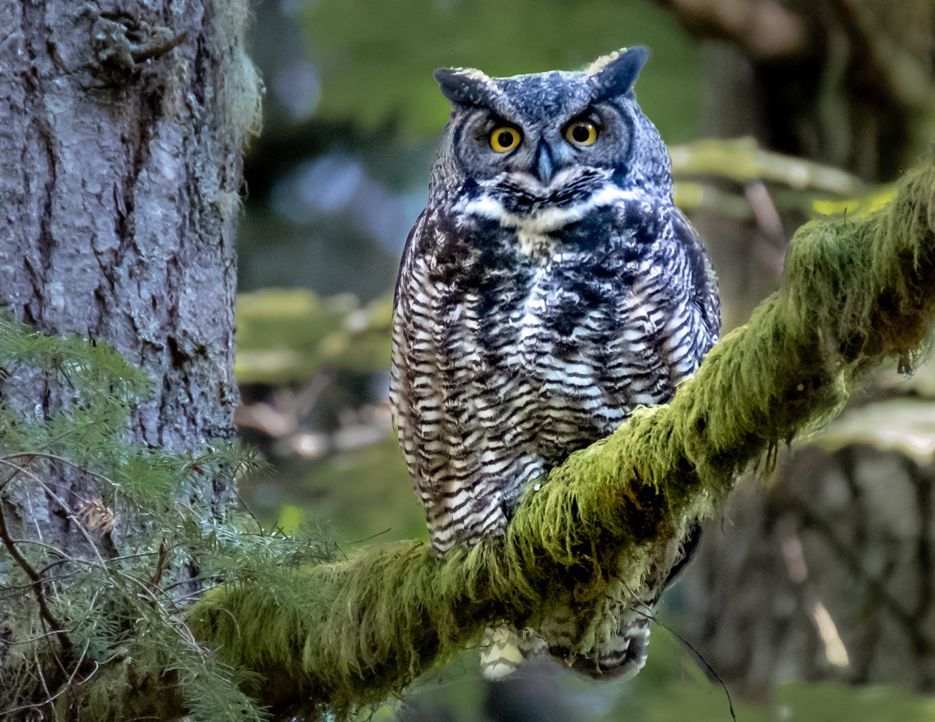 Great-horned Owl