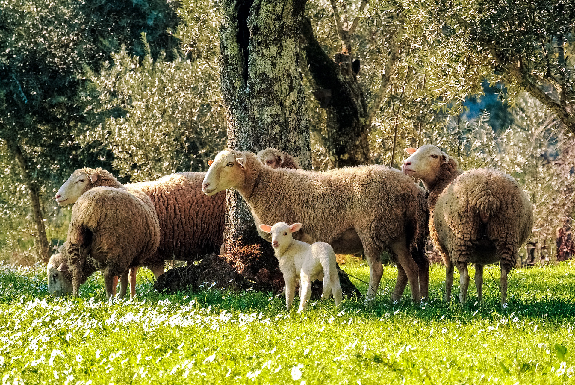 Family Picnic | © All rights reserved