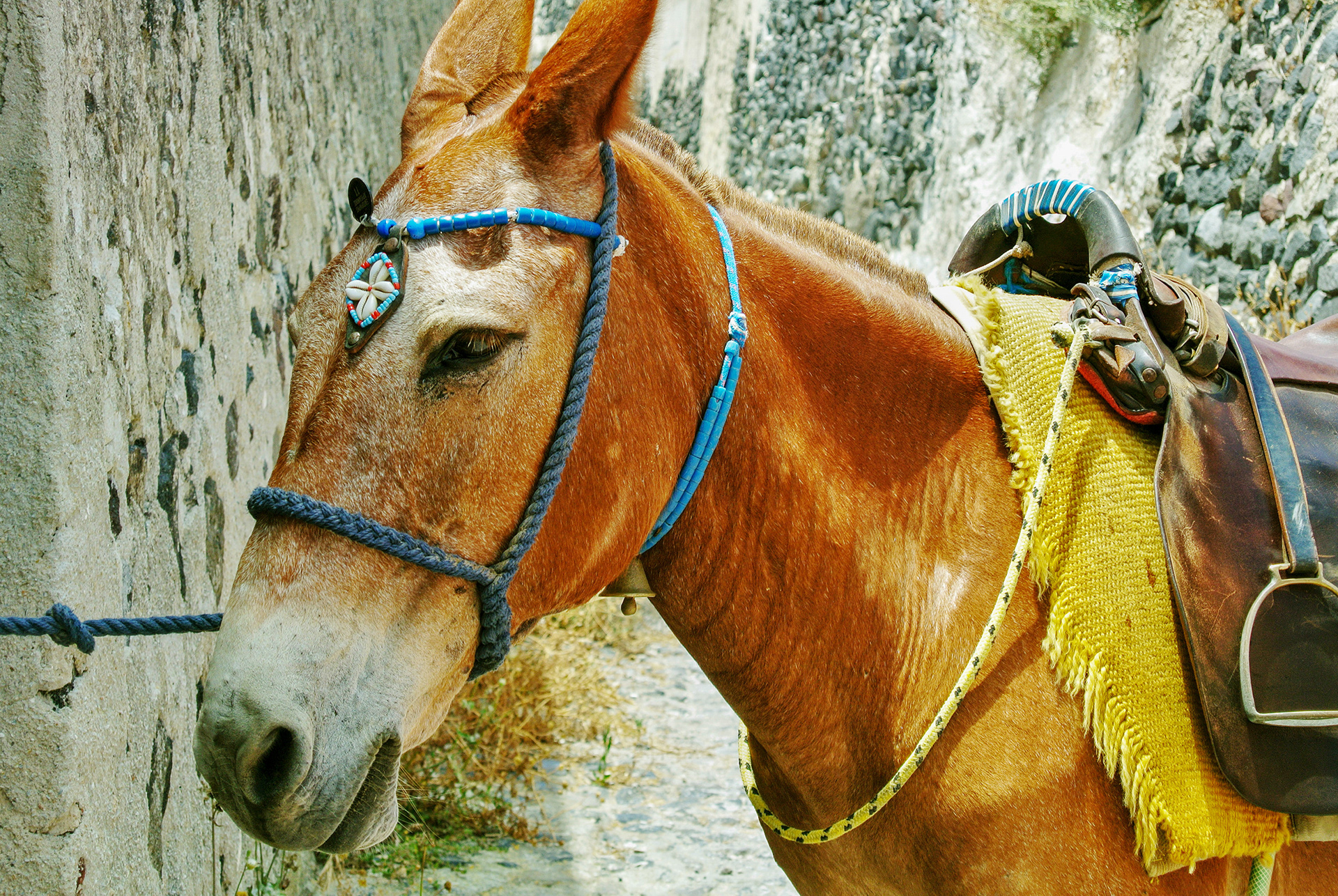 Santorini Donkey | © All rights reserved