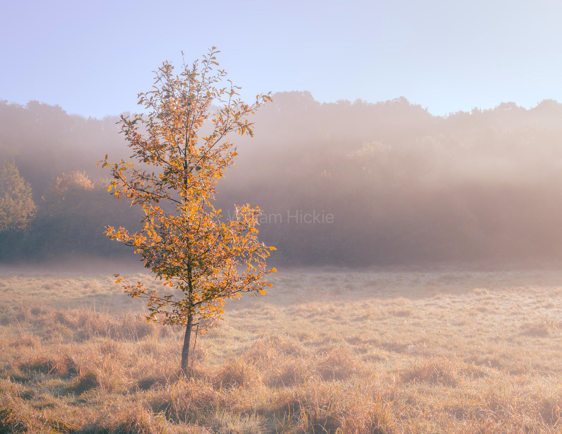 "Haughton Mist"