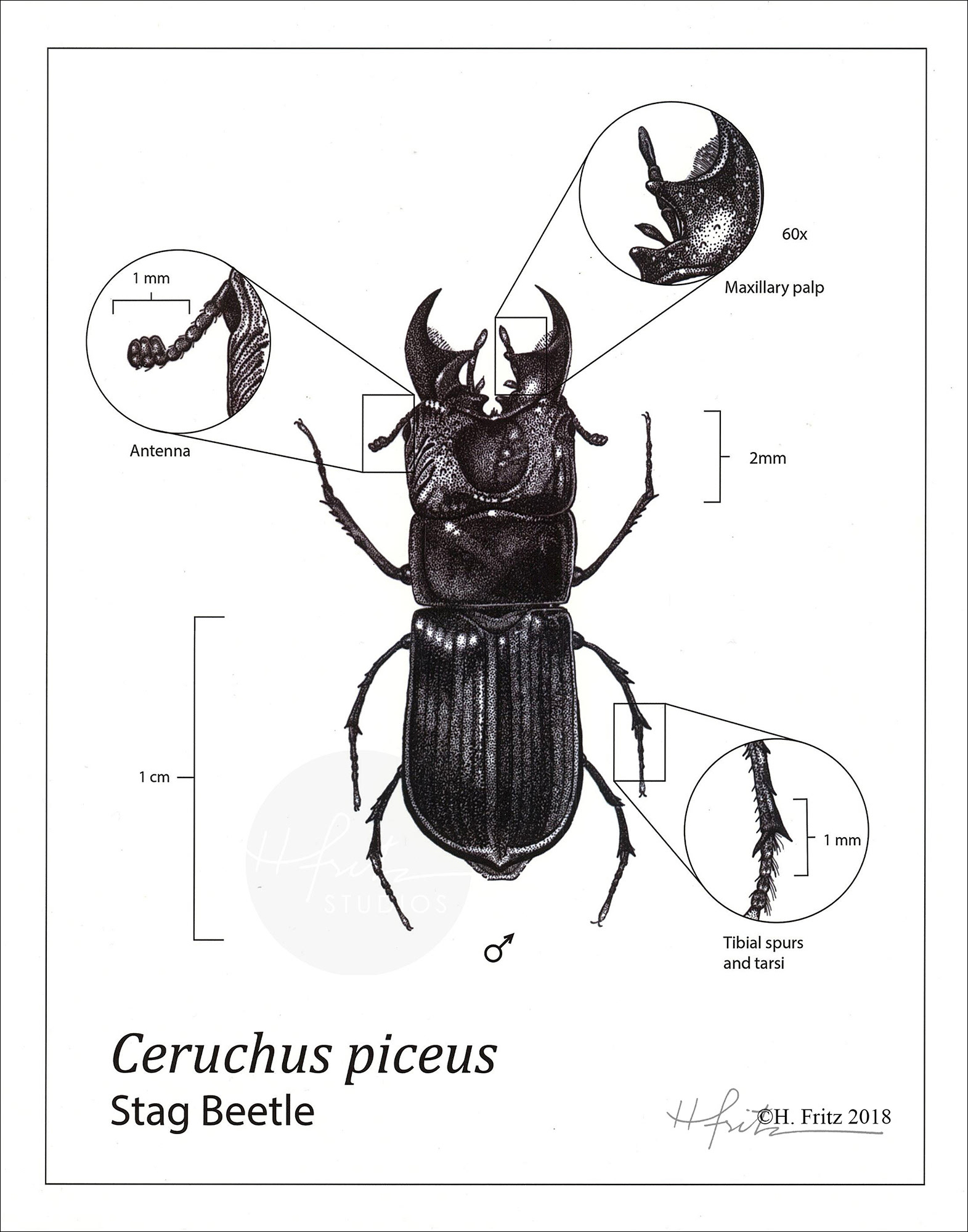 Ceruchus piceus by Hannah Fritz ©Hannah Fritz
