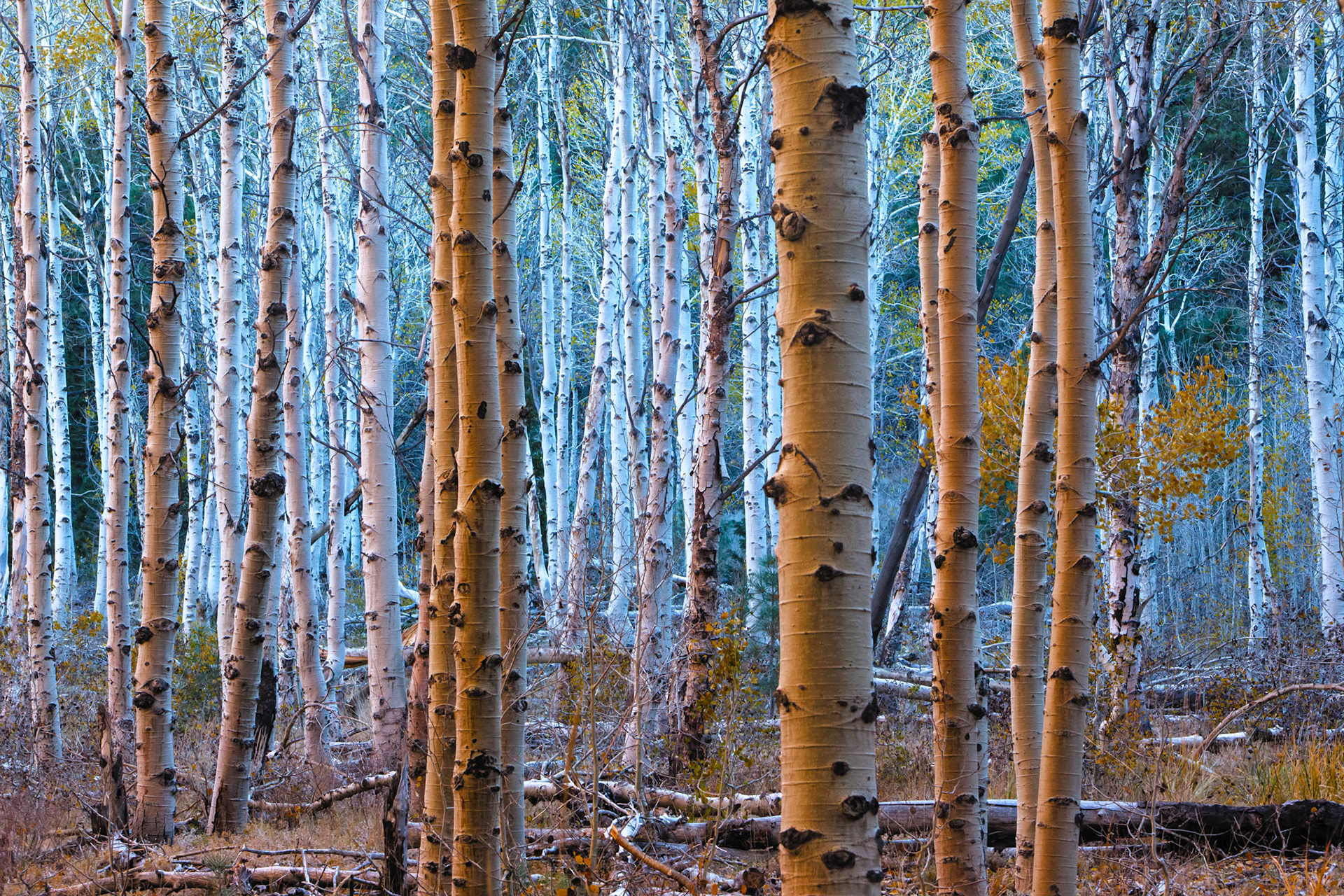 Aspenglow - Lee Vining Canyon - 2012