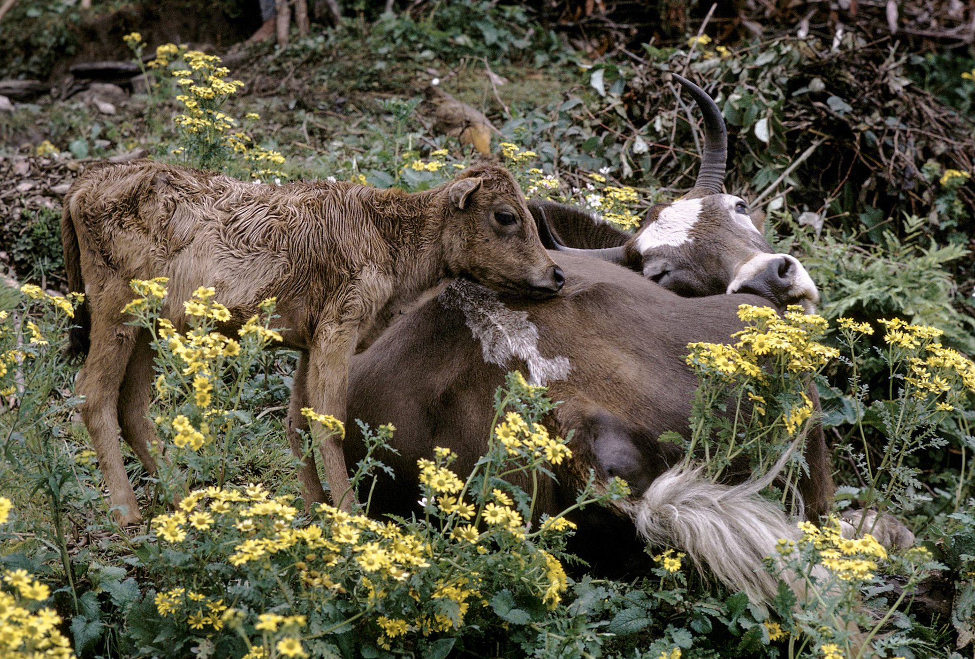 Dzomo and newborn pamu