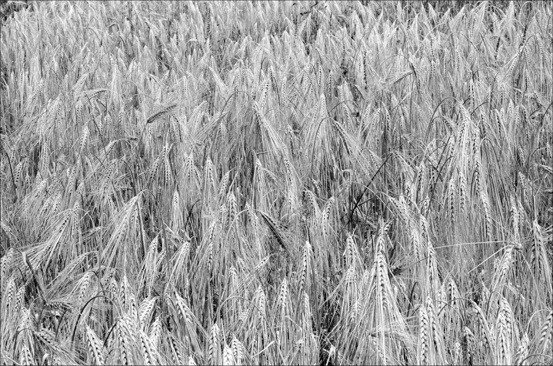 barley ready to harvest