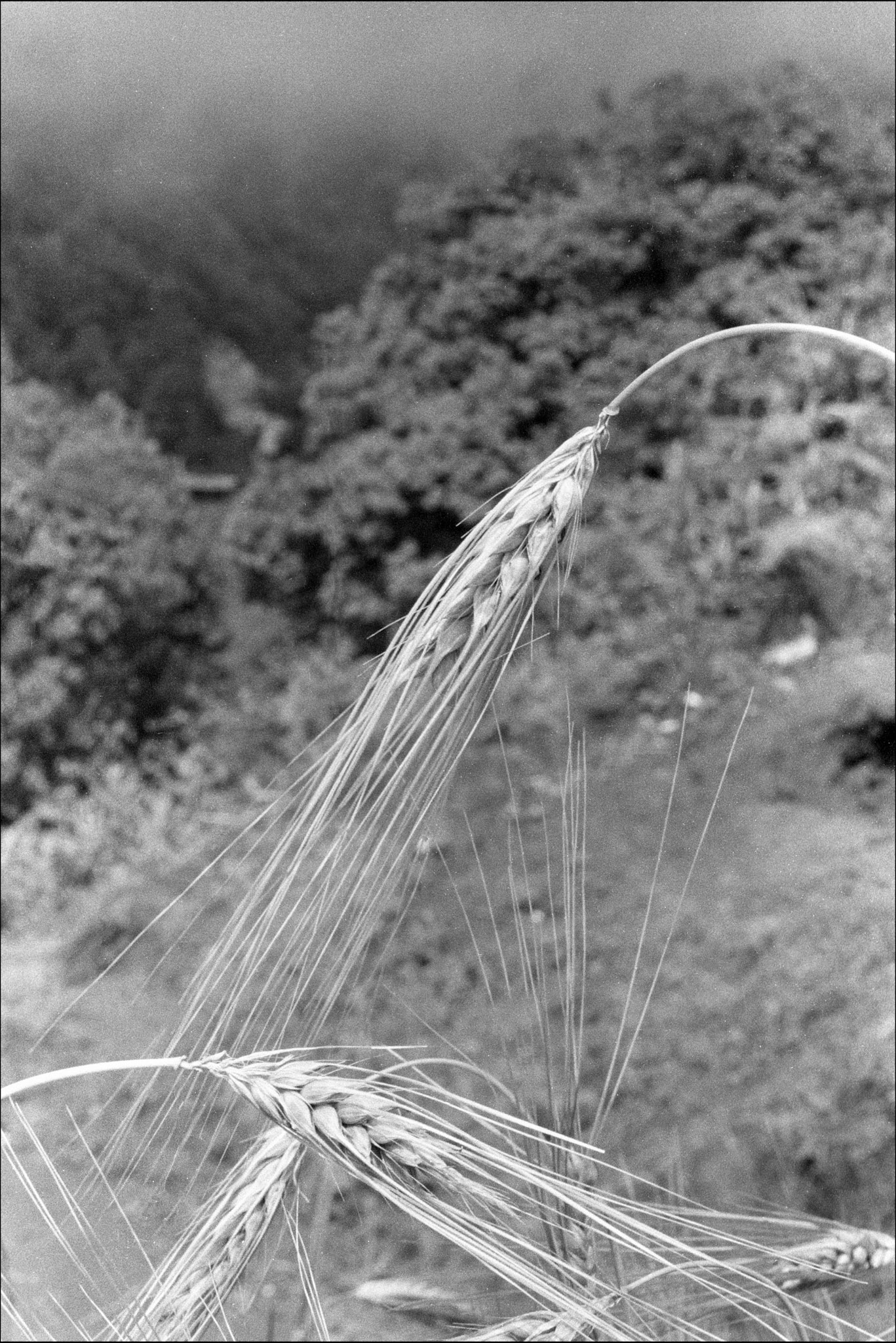barley ready to harvest