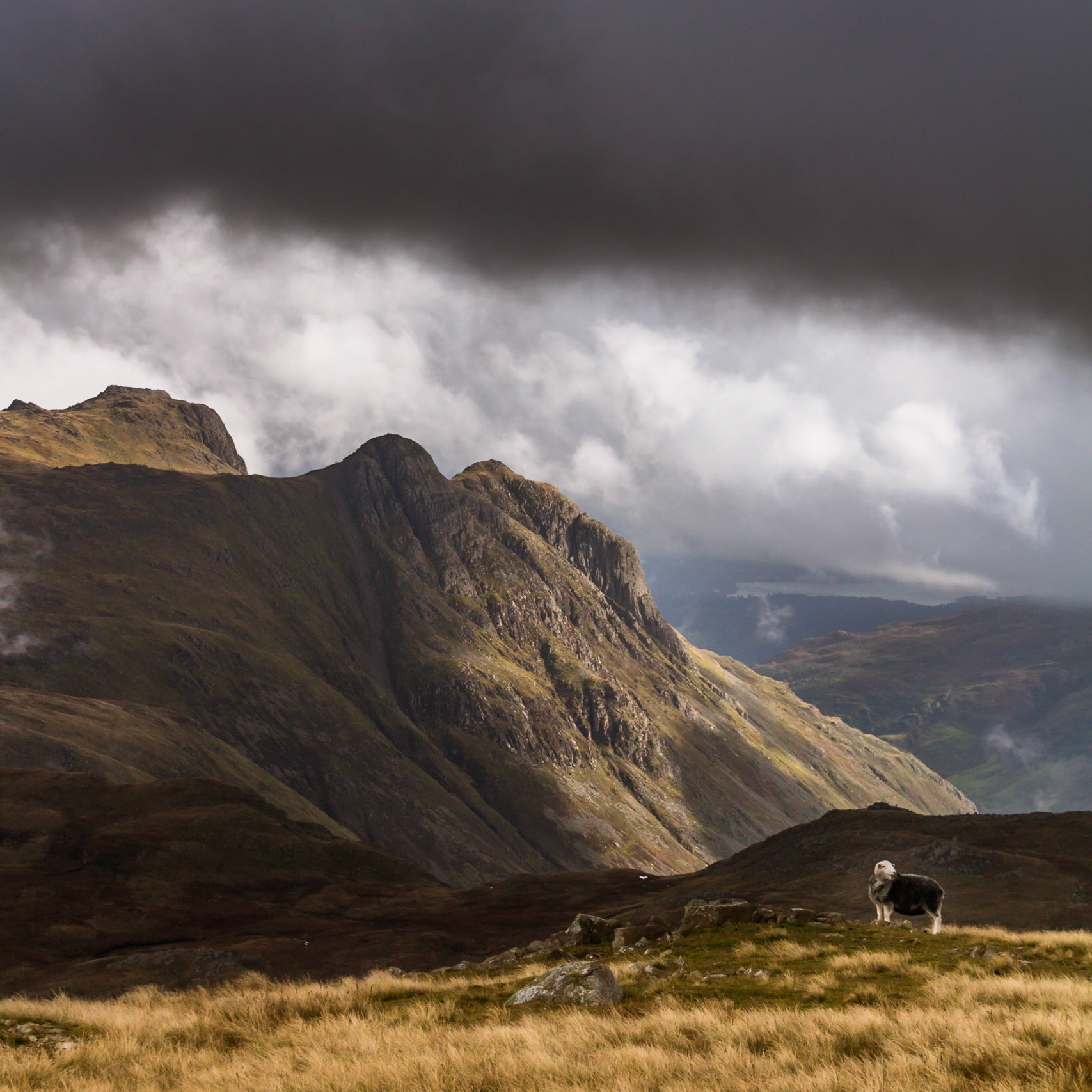 Herdwick. Moody scene on top of a lakeland fells, looking towards the Langdale Pikes.