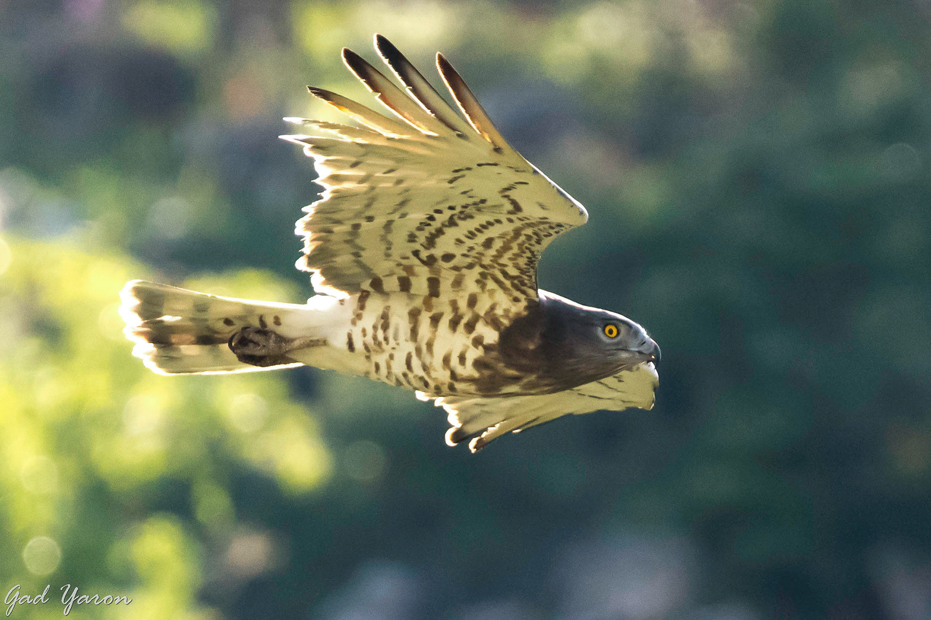 Gad Yaron Birds Photography Birds Of Prey