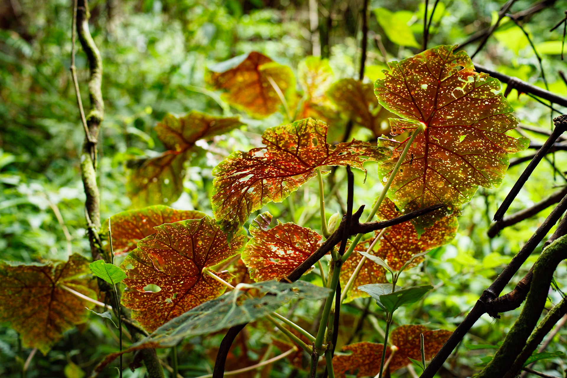 Backlit leaves II