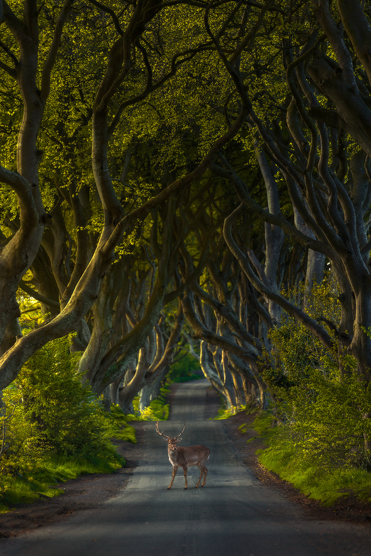 The Dark Hedges - Photograph by Luke JC
