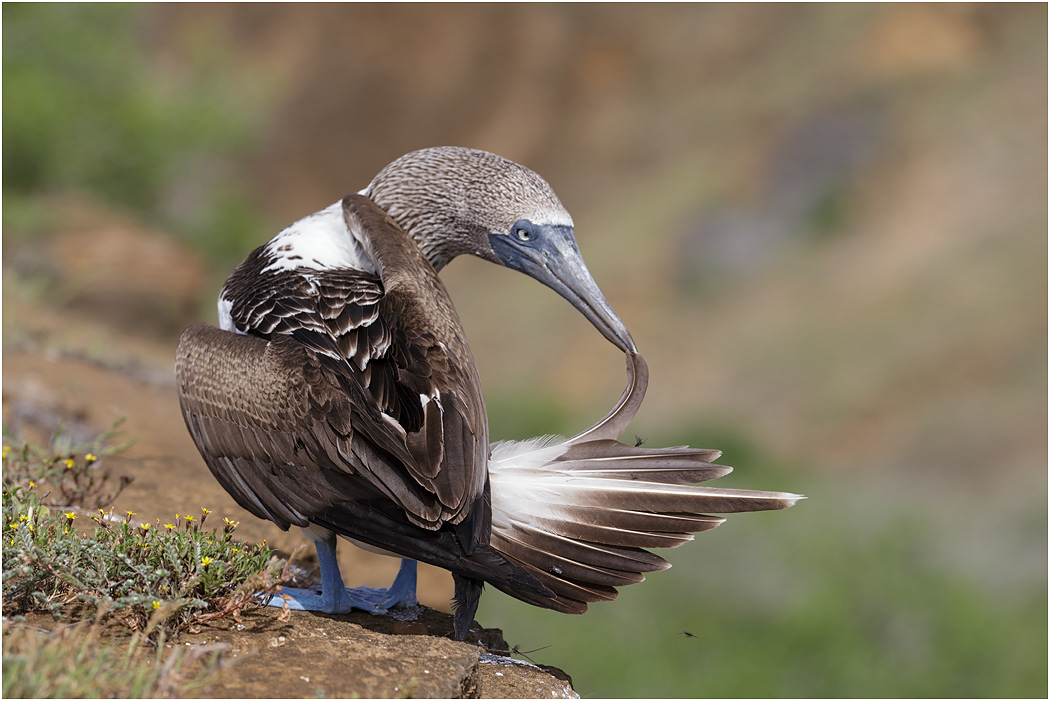 Blue-footed Booby preening, Galapagos Islands